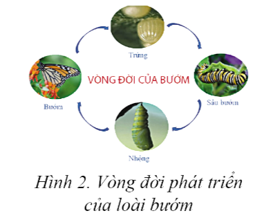 BÀI 2: THỰC HÀNH XỬ LÝ ĐỒ HỌA TRONG VĂN BẢN. HOẠT ĐỘNG KHỞI ĐỘNGGV yêu cầu HS thảo luận và trả lời:Để thay đổi vị trí của hình vẽ thì ta di chuyển chuột vào?HOẠT ĐỘNG HÌNH THÀNH KIẾN THỨC