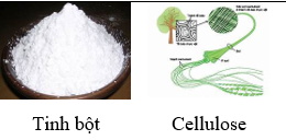 BÀI 30. TINH BỘT VÀ CELLULOSE