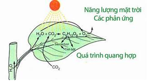 BÀI 30. TINH BỘT VÀ CELLULOSE