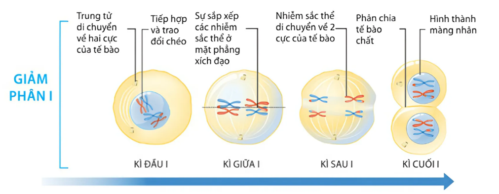 BÀI 43: DI TRUYỀN NHIỄM SẮC THỂ