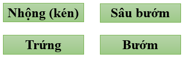 BÀI 16: SỰ LỚN LÊN VÀ PHÁT TRIỂN CỦA ĐỘNG VẬT(2 tiết)