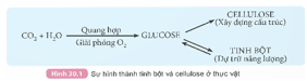 BÀI 30. TINH BỘT VÀ CELLULOSE