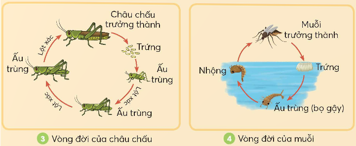 BÀI 16: SỰ LỚN LÊN VÀ PHÁT TRIỂN CỦA ĐỘNG VẬT(2 tiết)