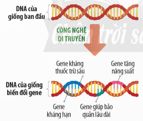 BÀI 45. ỨNG DỤNG CÔNG NGHỆ DI TRUYỀN VÀO ĐỜI SỐNG