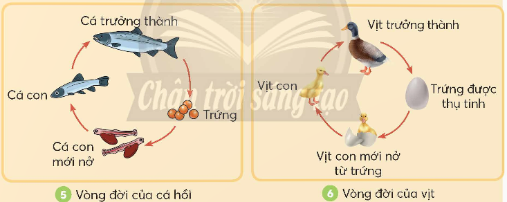 BÀI 16: SỰ LỚN LÊN VÀ PHÁT TRIỂN CỦA ĐỘNG VẬT(2 tiết)