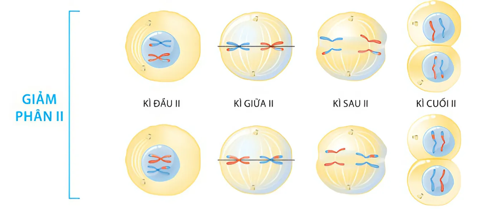 BÀI 43: DI TRUYỀN NHIỄM SẮC THỂ