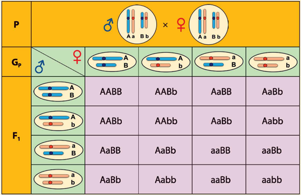 BÀI 43: DI TRUYỀN NHIỄM SẮC THỂ