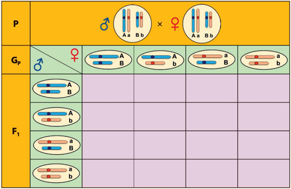 BÀI 43: DI TRUYỀN NHIỄM SẮC THỂ