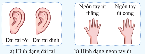 BÀI 40: DI TRUYỀN HỌC NGƯỜI