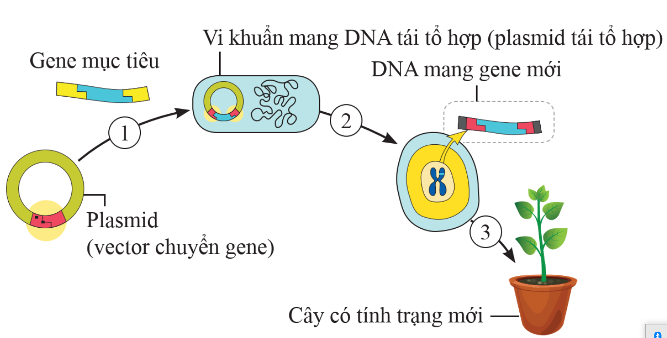 BÀI 41: ỨNG DỤNG CÔNG NGHỆ DI TRUYỀN VÀO ĐỜI SỐNG 