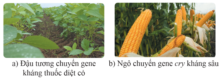 BÀI 41: ỨNG DỤNG CÔNG NGHỆ DI TRUYỀN VÀO ĐỜI SỐNG 