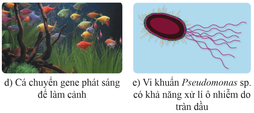 BÀI 41: ỨNG DỤNG CÔNG NGHỆ DI TRUYỀN VÀO ĐỜI SỐNG 