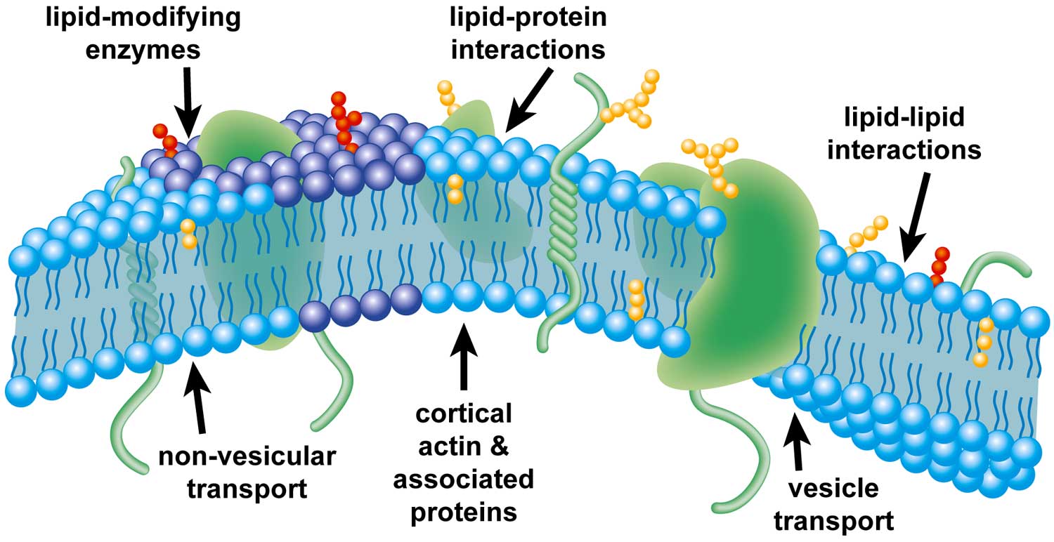 CHỦ ĐỀ 9: LIPID. CARBOHYDRATE. PROTEIN. POLYMER