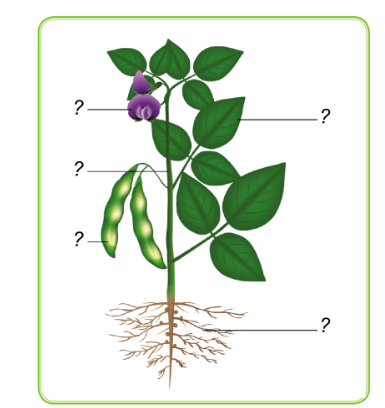 PHIẾU HỌC TẬP 1BÀI 13: MỘT SỐ BỘ PHẬN CỦA THỰC VẬT1. Nêu tên những bộ phận của cây đậu tương?....................................................................................................................................................................................................................................................................................................................................................................................................................................................................................................................................................................Em hãy cho biết có mấy loại rễ cây? Kể tên?...........................................................................................................................................................................................................................................................................................................................................................................................................................Quan sát hình và cho biết sự khác nhau giữa rễ cây hành và rễ cây cải?.................................................................................................................................................................................................................................................................................................................................................................................................................................................................................................................................................................…4. Em hãy cho biết các loại thân cây phổ biến của thực vật? Nêu đặc điểm của các loại thân đó? Kể tên các loài cây tương ứng?....................................................................................................................................................................................................................................................................................................................................................................................................................................................................................................................................................................PHIẾU HỌC TẬP 2