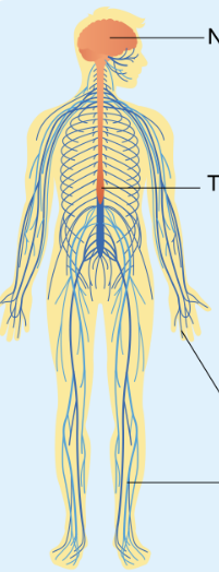 PHIẾU HỌC TẬP 1BÀI 22: CƠ QUAN THẦN KINHChỉ ra các bộ phận của cơ quan thần kinh?...........................................................................................................................................................................................................................................................................................................................................................................................................................Nhận xét vị trí của não và tủy sống trong cơ thể?....................................................................................................................................................................................................................................................................................................................................................................................................................................................................................................................................................................Bộ phận nào của cơ quan thần kinh điều khiển các phản xạ của các bạn trong hình?....................................................................................................................................................................................................................................................................................................................................................................................................................................................................................................................................................................Theo em, sự thay đổi cảm xúc vui, buồn là do bộ phận nào của cơ quan thần kinh điều khiển?...........................................................................................................................................................................................................................................................................................................................................................................................................................Não điều khiển những bộ phận nào trong cơ thể để phối hợp hoạt động khi em:a, Nghe, viết chính tả?b, Chạy?.............................................................................................................................................................................................................................................................................................................................................................................................................................................................................................................................................................................................................................................................................................................PHIẾU HỌC TẬP 2