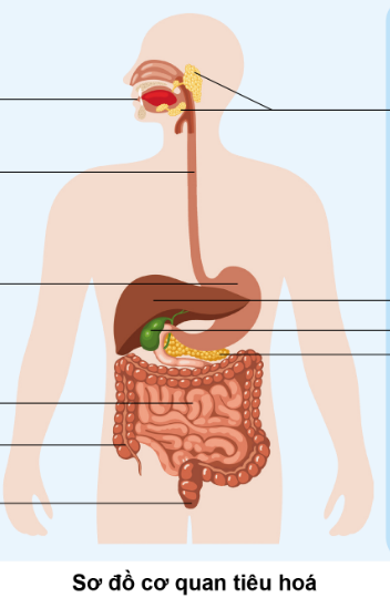 PHIẾU HỌC TẬP 1BÀI 15: CƠ QUAN TIÊU HÓA 1. Quan sát hình và nêu tên các bộ phận của cơ quan tiêu hóa?....................................................................................................................................................................................................................................................................................................................................................................................................................................................................................................................................................................Cơ quan tiêu hóa gồm các thành phần chính nào?...........................................................................................................................................................................................................................................................................................................................................................................................................................Em hãy cho biết chức năng của khoang miệng là gì?....................................................................................................................................................................................................................................................................................................................................................................................................................................................................................................................................................................Tại sao chúng ta phải nhai thật chậm và kĩ?....................................................................................................................................................................................................................................................................................................................................................................................................................................................................................................................................................................5. Nêu chức năng của dạ dày?....................................................................................................................................................................................................................................................................................................................................................................................................................................................................................................................................................................PHIẾU HỌC TẬP 2