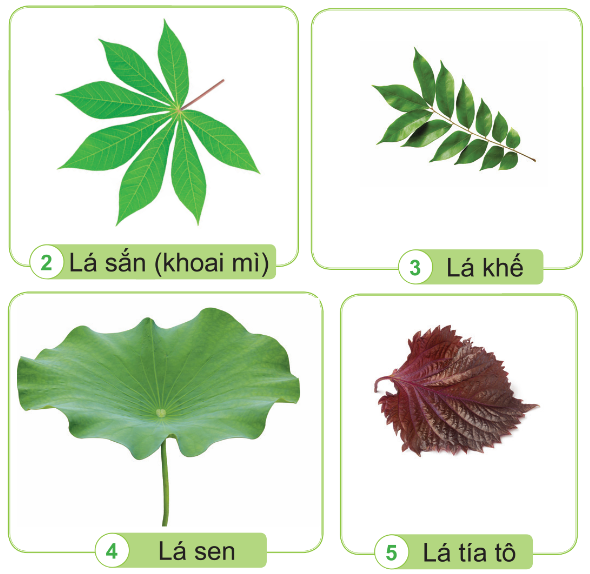 PHIẾU HỌC TẬP 1BÀI 13: MỘT SỐ BỘ PHẬN CỦA THỰC VẬT1. Nêu tên những bộ phận của cây đậu tương?....................................................................................................................................................................................................................................................................................................................................................................................................................................................................................................................................................................Em hãy cho biết có mấy loại rễ cây? Kể tên?...........................................................................................................................................................................................................................................................................................................................................................................................................................Quan sát hình và cho biết sự khác nhau giữa rễ cây hành và rễ cây cải?.................................................................................................................................................................................................................................................................................................................................................................................................................................................................................................................................................................…4. Em hãy cho biết các loại thân cây phổ biến của thực vật? Nêu đặc điểm của các loại thân đó? Kể tên các loài cây tương ứng?....................................................................................................................................................................................................................................................................................................................................................................................................................................................................................................................................................................PHIẾU HỌC TẬP 2