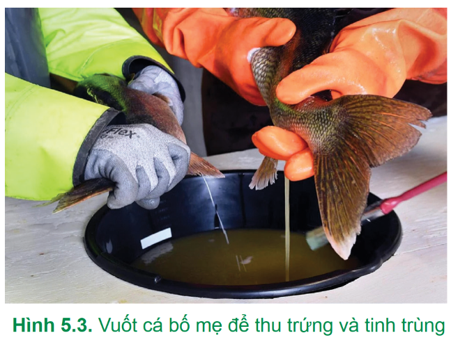 BÀI 5: ỨNG DỤNG CÔNG NGHỆ SINH HỌC TRONG SINH SẢN VÀ CHỌN, TẠO GIỐNG THỦY SẢN