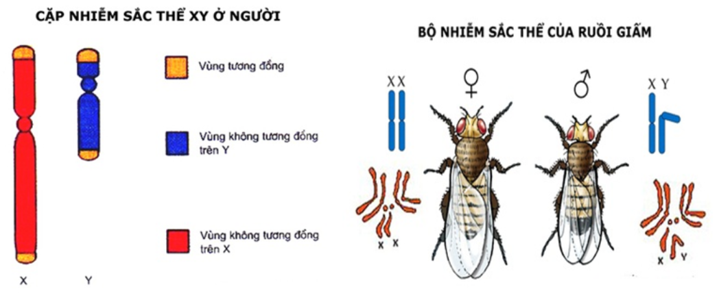 BÀI 35: NHIỄM SẮC THỂ VÀ BỘ NHIỄM SẮC THỂ