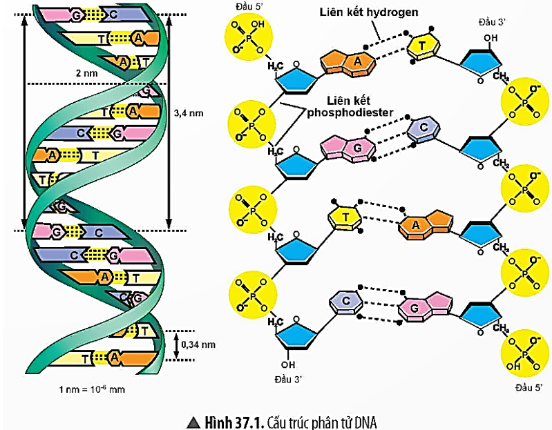 BÀI 37: NUCLEIC ACID VÀ ỨNG DỤNG