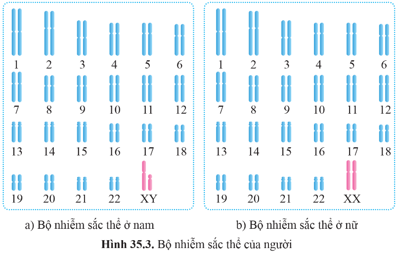 BÀI 35: NHIỄM SẮC THỂ VÀ BỘ NHIỄM SẮC THỂ