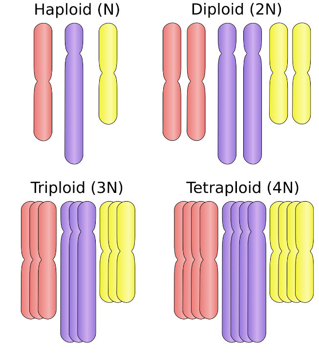 CHỦ ĐỀ 11: DI TRUYỀN