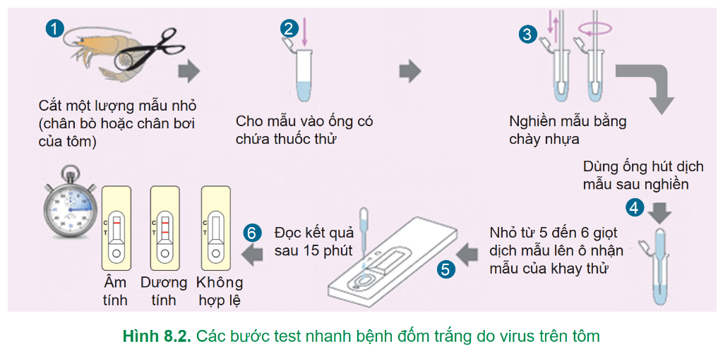 BÀI 8: ỨNG DỤNG CÔNG NGHỆ SINH HỌC TRONG CHẨN ĐOÁN BỆNH VÀ SẢN XUẤT VACCINE PHÒNG BỆNH THỦY SẢN