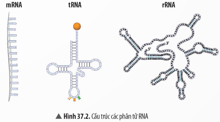 BÀI 37: NUCLEIC ACID VÀ ỨNG DỤNG