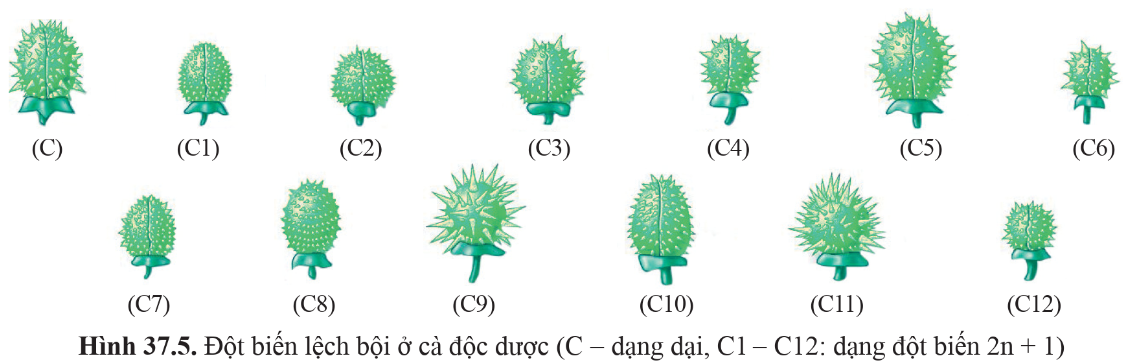 BÀI 37: ĐỘT BIẾN NHIỄM SẮC THỂ