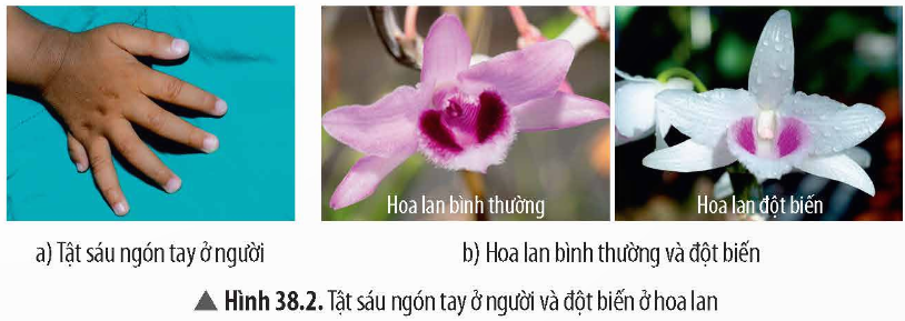 BÀI 38: ĐỘT BIẾN GENE