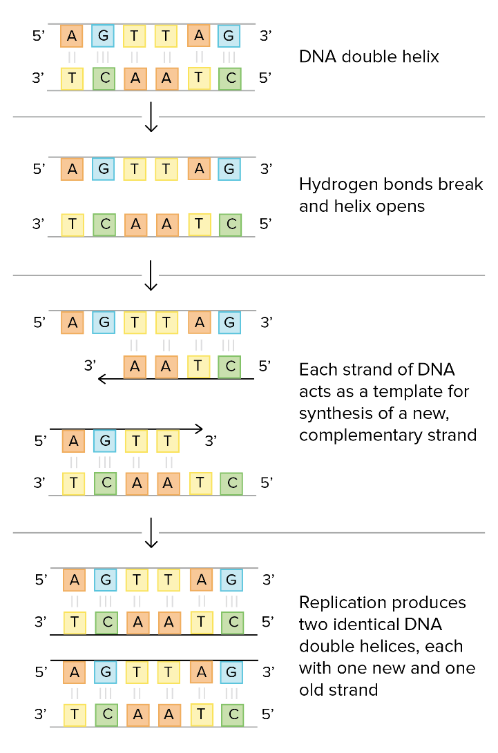 CHỦ ĐỀ 11: DI TRUYỀN