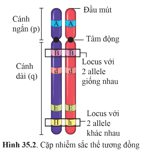 BÀI 35: NHIỄM SẮC THỂ VÀ BỘ NHIỄM SẮC THỂ