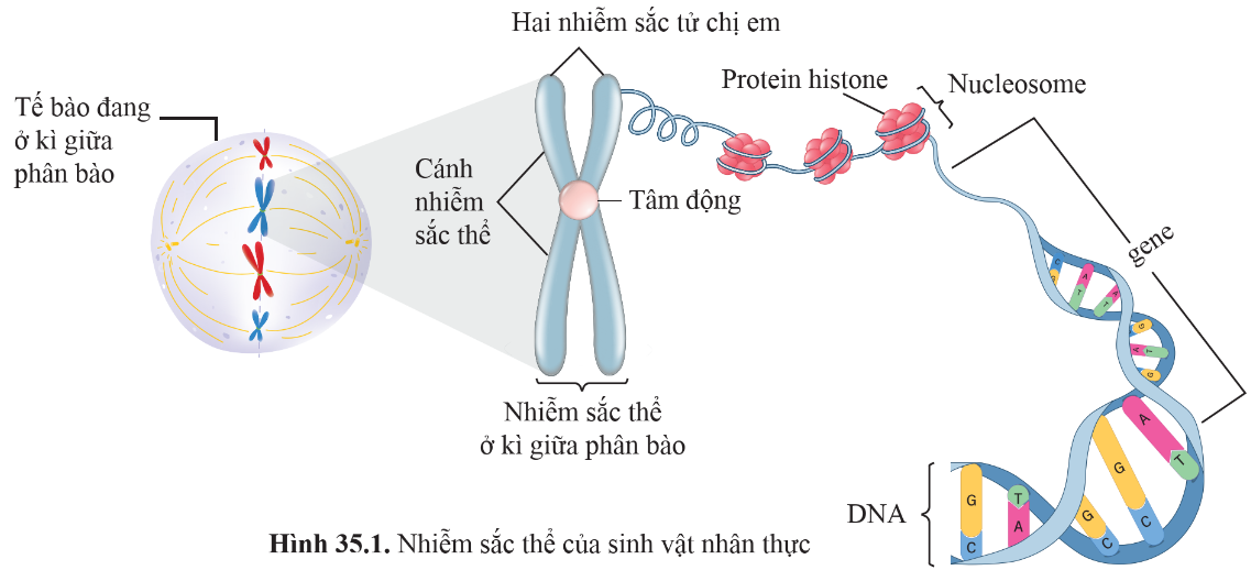 BÀI 35: NHIỄM SẮC THỂ VÀ BỘ NHIỄM SẮC THỂ