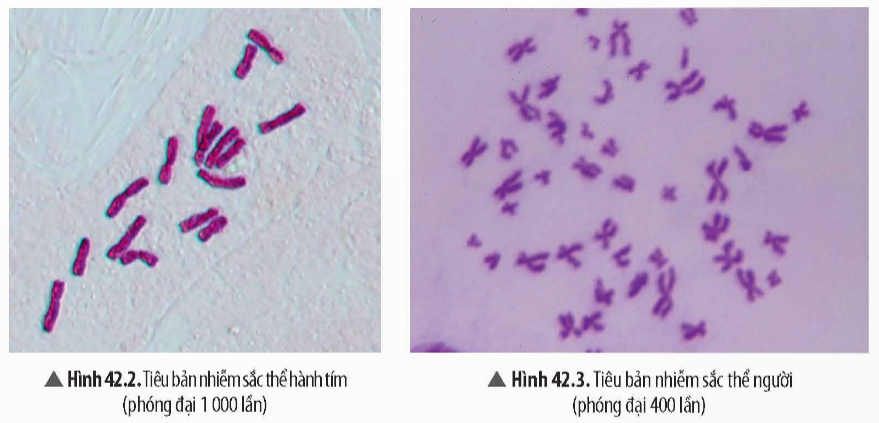 BÀI 42: THỰC HÀNH: QUAN SÁT TIÊU BẢN NHIỄM SẮC THỂ