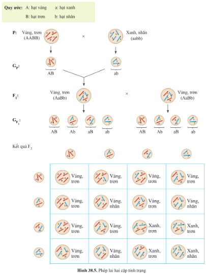 BÀI 38: QUY LUẬT DI TRUYỀN CỦA MENDEL