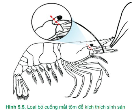 BÀI 5: ỨNG DỤNG CÔNG NGHỆ SINH HỌC TRONG SINH SẢN VÀ CHỌN, TẠO GIỐNG THỦY SẢN