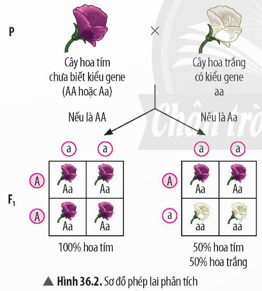 BÀI 36: CÁC QUY LUẬT DI TRUYỀN CỦA MENDEL