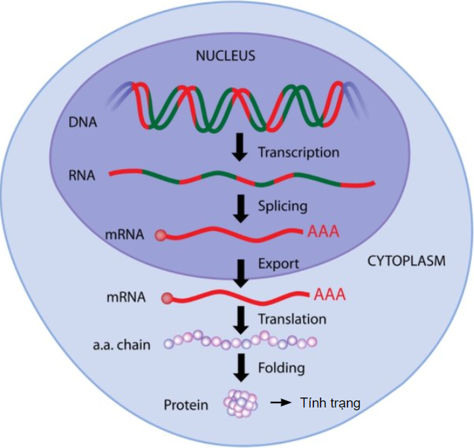 BÀI 37: NUCLEIC ACID VÀ ỨNG DỤNG