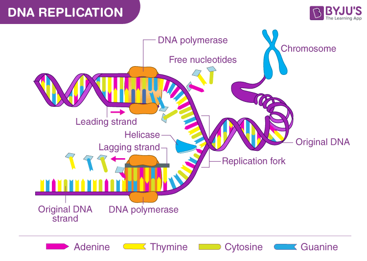 CHỦ ĐỀ 11: DI TRUYỀN