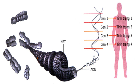 CHỦ ĐỀ 11: DI TRUYỀN