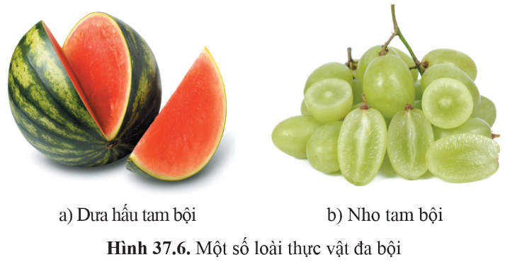 BÀI 37: ĐỘT BIẾN NHIỄM SẮC THỂ