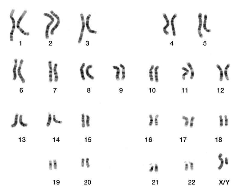 CHỦ ĐỀ 11: DI TRUYỀN