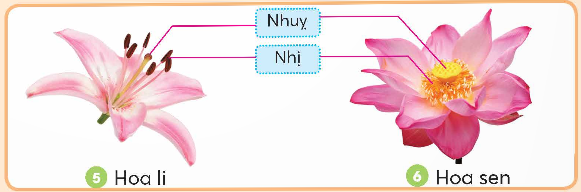 BÀI 13: SỰ SINH SẢN CỦA THỰC VẬT CÓ HOA ( 2 tiết) TIẾT 1