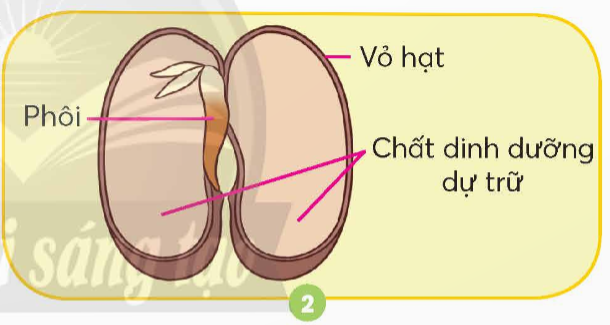 BÀI 14: SỰ LỚN LÊN VÀ PHÁT TRIỂN CỦA THỰC VẬT ( 3 tiết) TIẾT 1