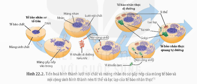 BÀI 22: TIẾN HÓA LỚN VÀ QUÁ TRÌNH PHÁT SINH CHỦNG LOẠI