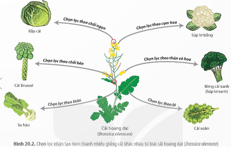 BÀI 20: QUAN NIỆM CỦA DARWIN VỀ CHỌN LỌC TỰ NHIÊN VÀ HÌNH THÀNH LOÀI