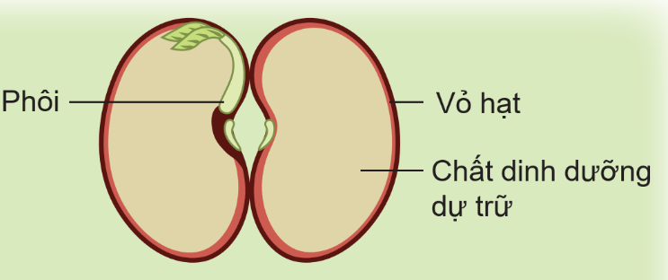 BÀI 14: SỰ LỚN LÊN VÀ PHÁT TRIỂN CỦA THỰC VẬT ( 3 tiết) TIẾT 1