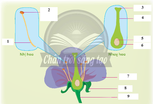 BÀI 13: SỰ SINH SẢN CỦA THỰC VẬT CÓ HOA ( 2 tiết) TIẾT 1