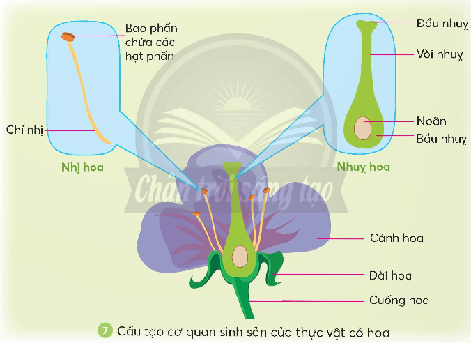 BÀI 13: SỰ SINH SẢN CỦA THỰC VẬT CÓ HOA ( 2 tiết) TIẾT 1