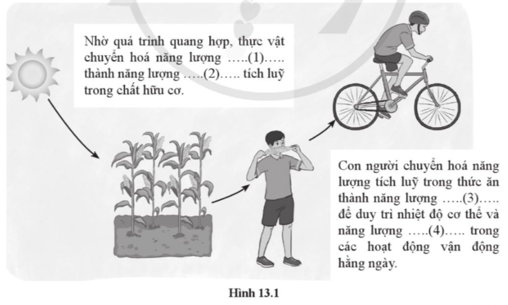 BÀI 13: SỬ DỤNG NĂNG LƯỢNG(14 CÂU)